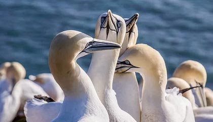 B体育官网_传奇传承：如何评估历史上最伟大的球员