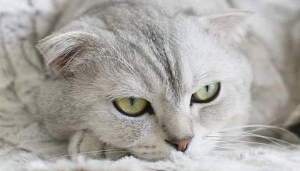 B体育官网_传奇与新星：如何在球队中找到平衡